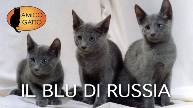 Il Gatto Blu di Persia: Eleganza e Carattere Feline