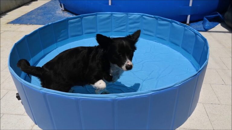 Piscina Rigida Ideale per Cani Grandi