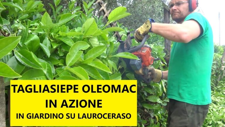 Taglia Seppie a Scoppio: Guida Completa e Vantaggi